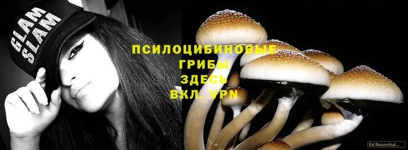 blacksprut ТОР  где продают   Саки  Псилоцибиновые грибы Magic Shrooms 